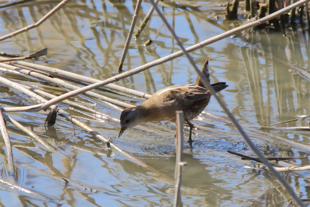 Schiribilla (Porzana parva)